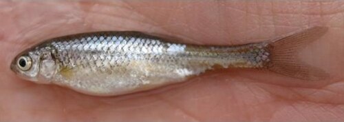 Rio Grande silvery minnow